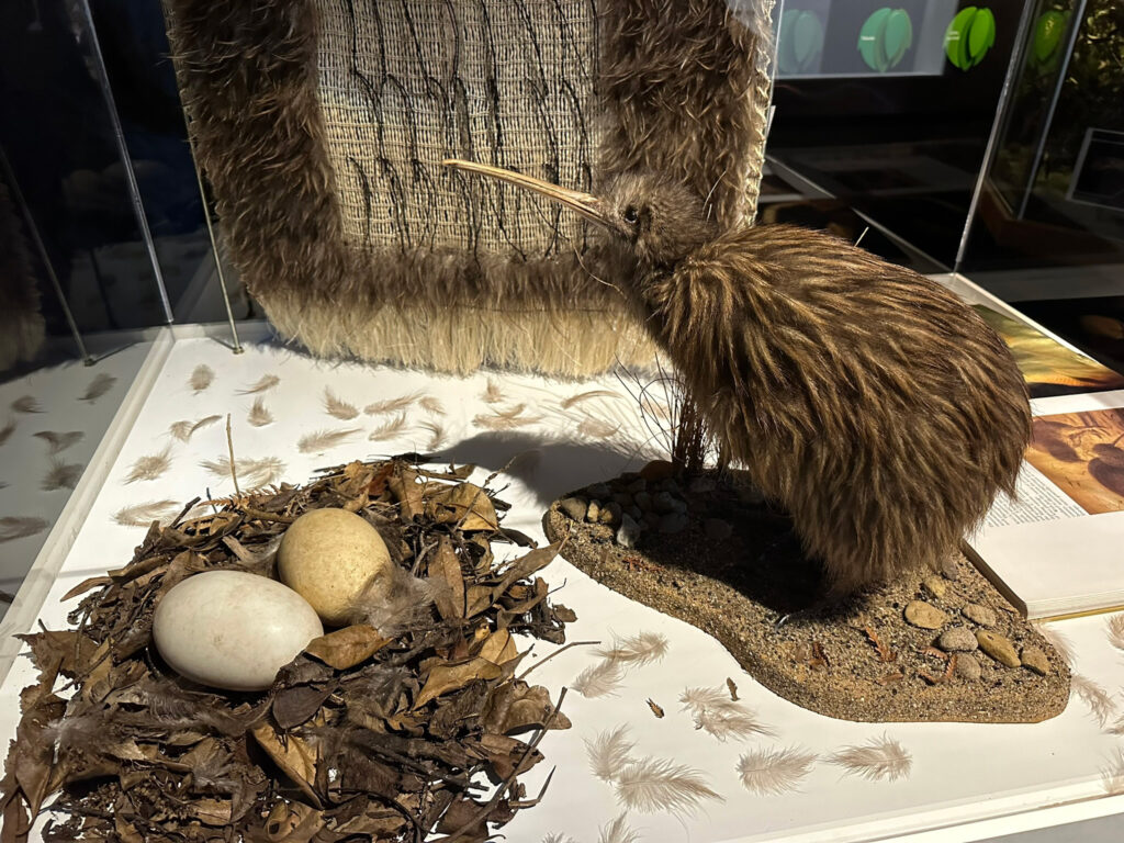 Whakarewarewa Thermal Village - Te Puia - Kiwi spotting Rotorua