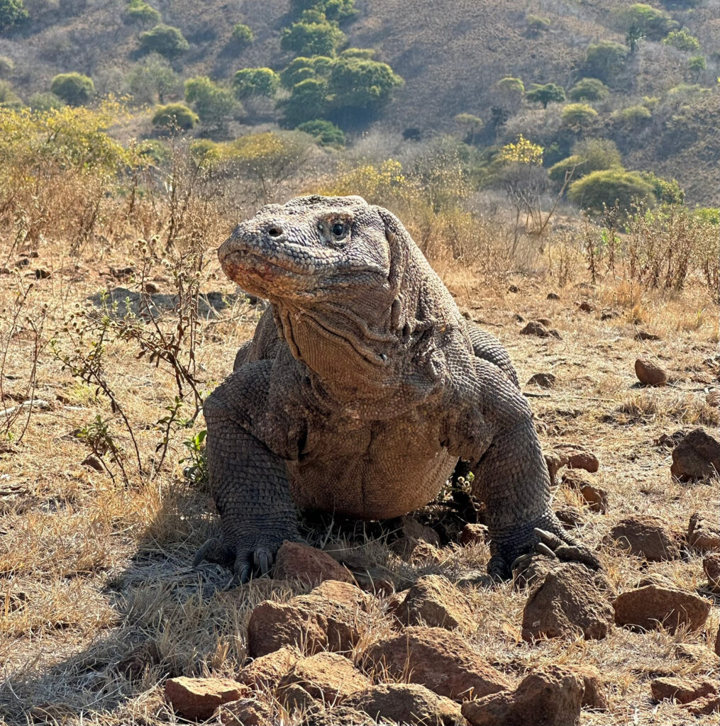 Face to face with a Komodo dragon