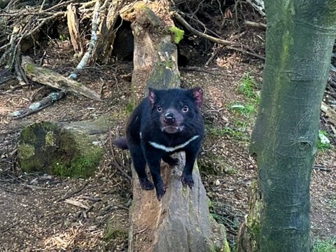 Tasmanian Devil at Devils at Cradle