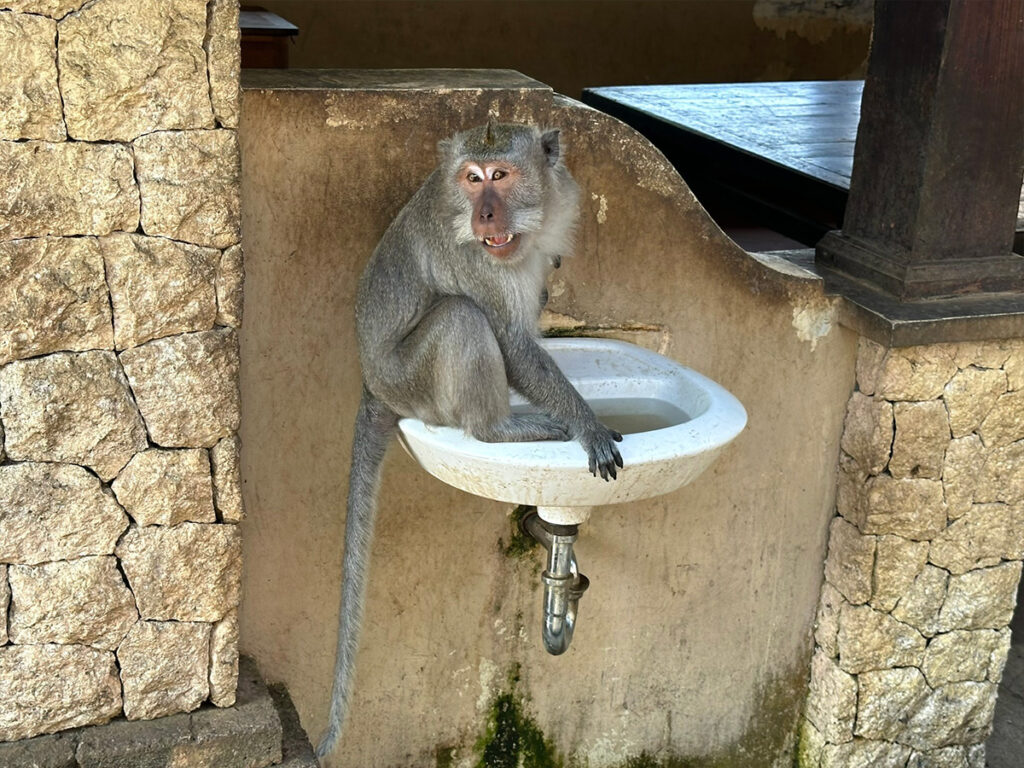 Scimmia al Tempio di Uluwatu