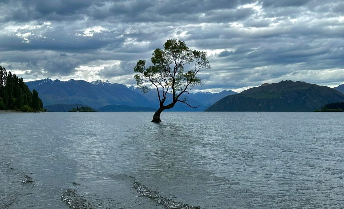 That lonely tree Wanaka