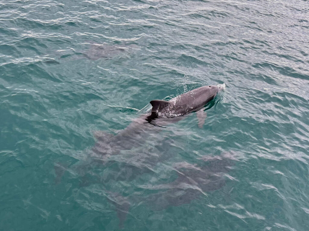 Crociera delfini a Jervis Bay Huskisson