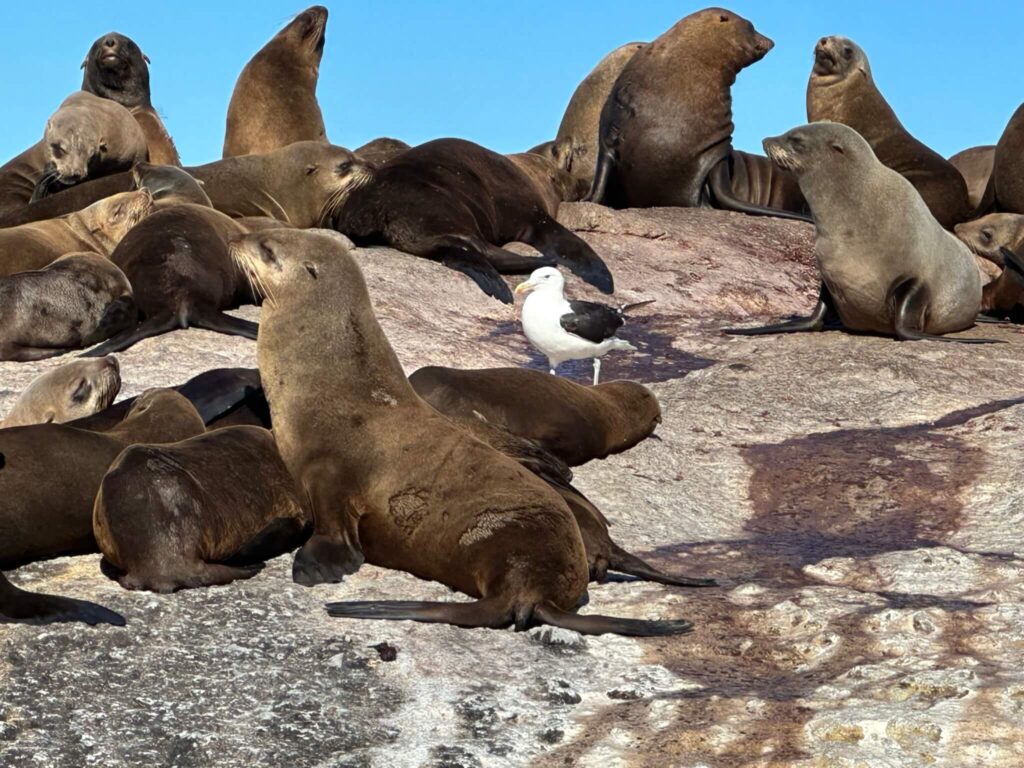 Avistamiento de leones marinos cerca de Ciudad del Cabo tour en barco a Seal Island