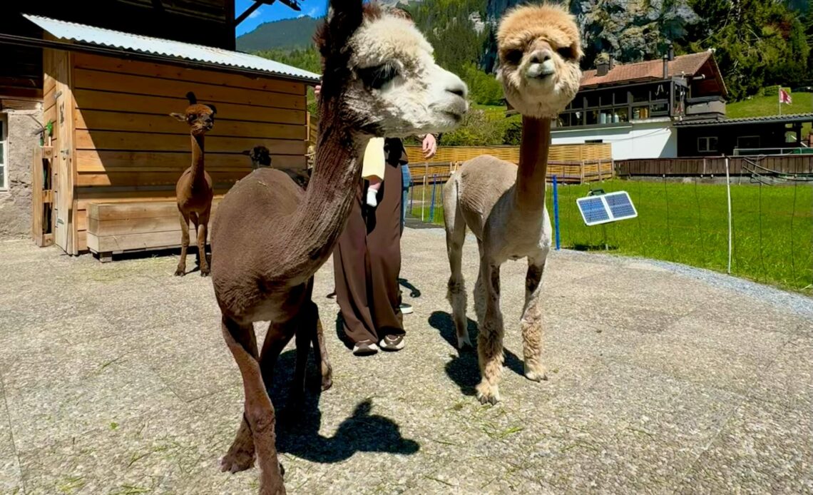 Lampaca Farm in Lauterbrunnen: feed alpacas and llamas, take photos and easily combine it with Staubbachfall and Trümmelbach Falls.