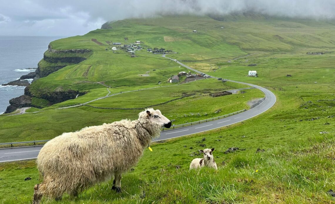 Sheeps Vagar Faroe